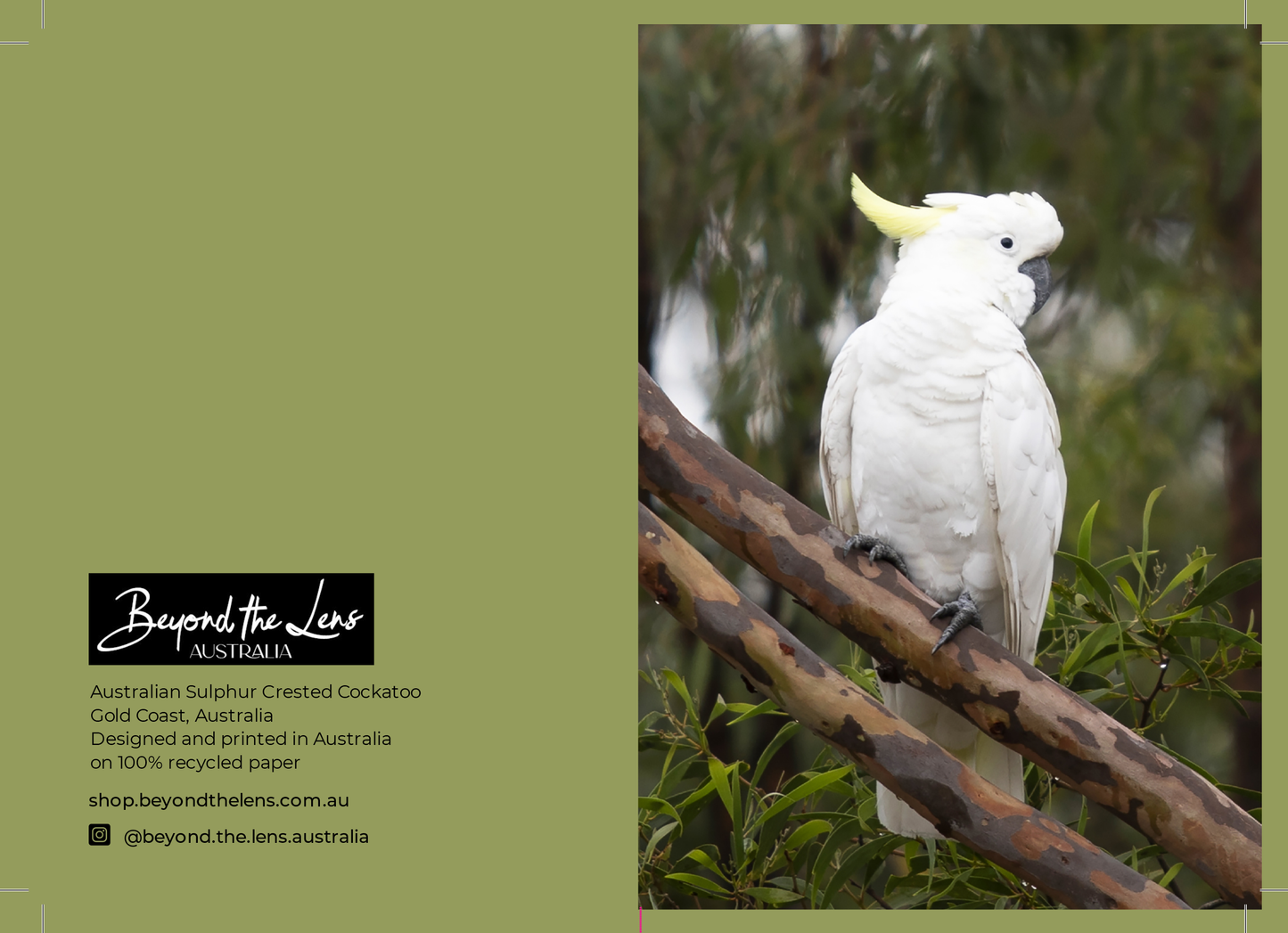 Greeting Card Bundle